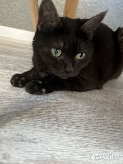 Кот Чушпан