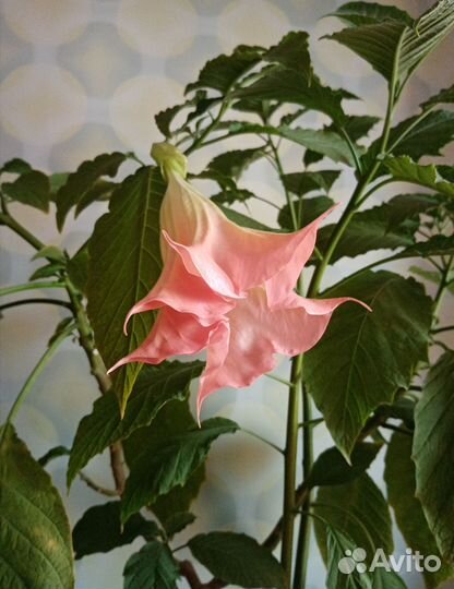 Бругмансия (черенки)