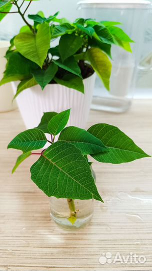 Цветы Пуансеттия рождественская звезда