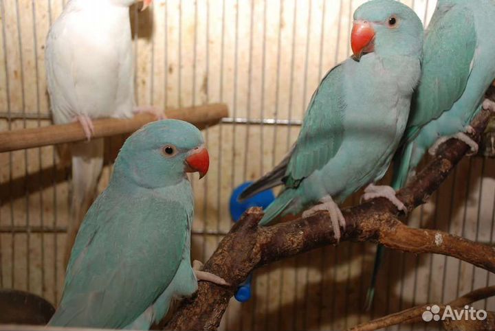 Ожереловый попугай выкомыш ручные