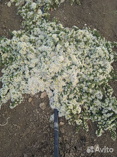 Астра вересковая почвопокровная