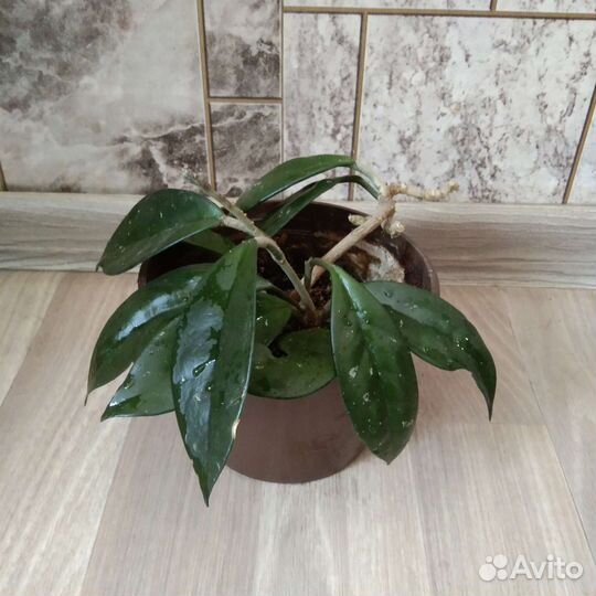 Хойя Карноза