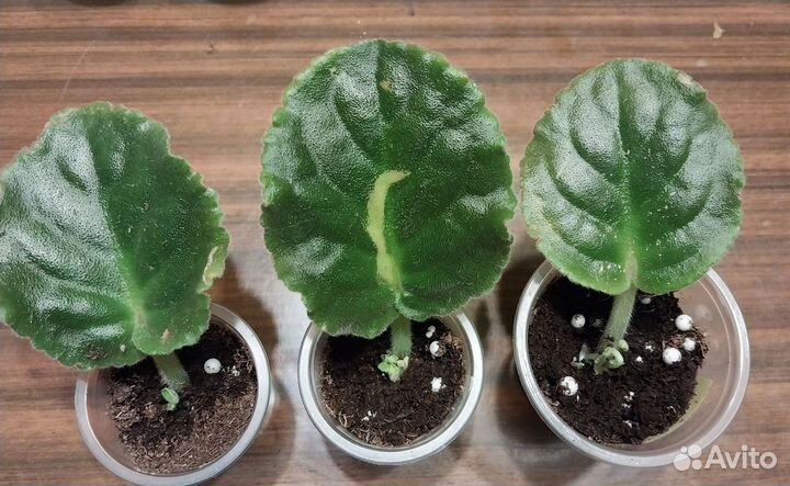 Фиалка Букет невесты на любое пожелание