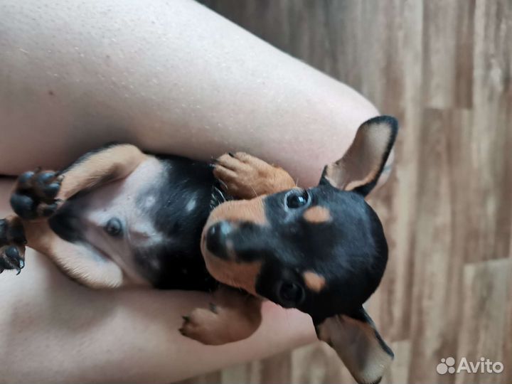 Цвергпинчер