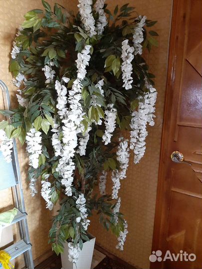 Цветы для интерьера