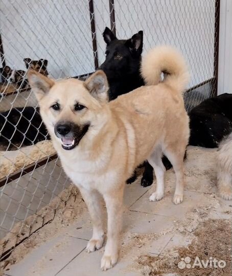 Кобель Таймыр в хорошую семью бесплатно