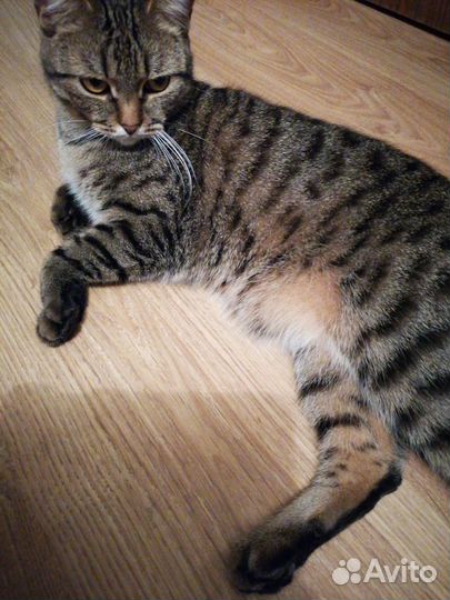 Котик в добрые руки