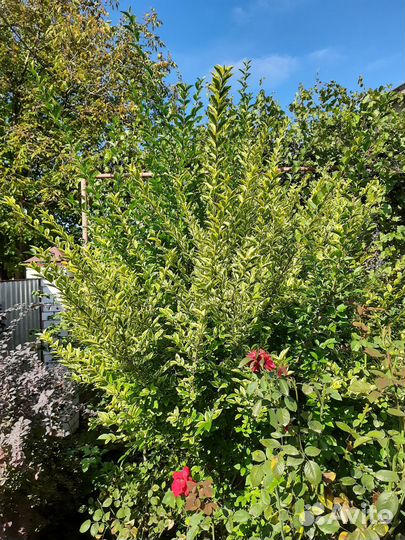 Бересклет 4года