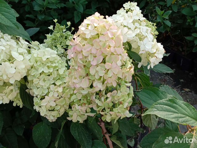 Декоративные, плодовые, деревья и кустарники