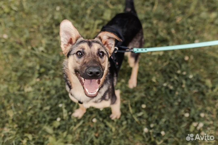 Собака щенок в добрые руки бесплатно/в дар
