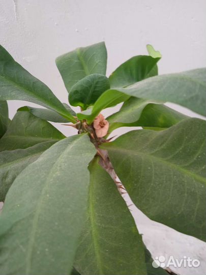 Молочай миля Эуфорбия