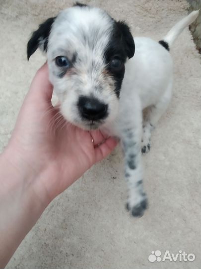 Собака в добры