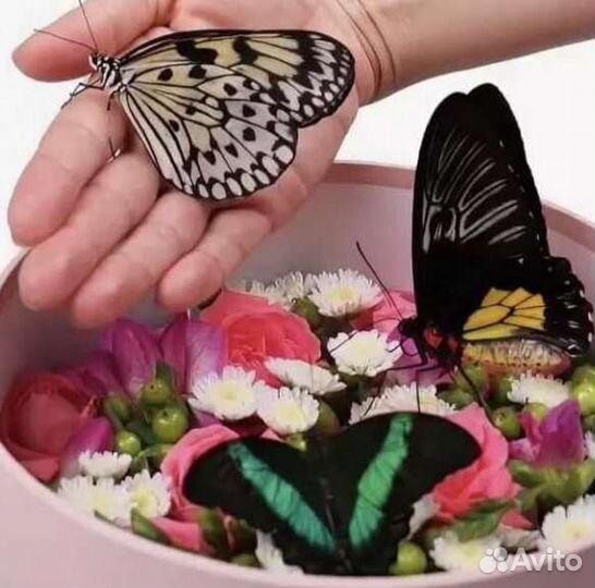 Живые бабочки