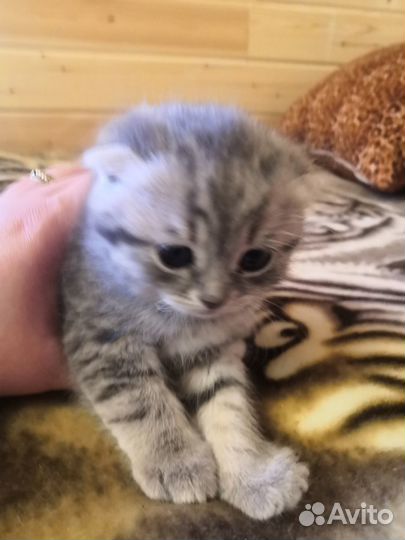 Продается шотландский вислоухий котенок