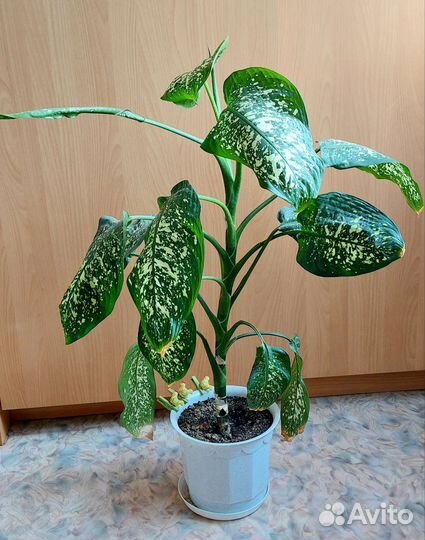 Диффенбахия, Бегония Бауэра