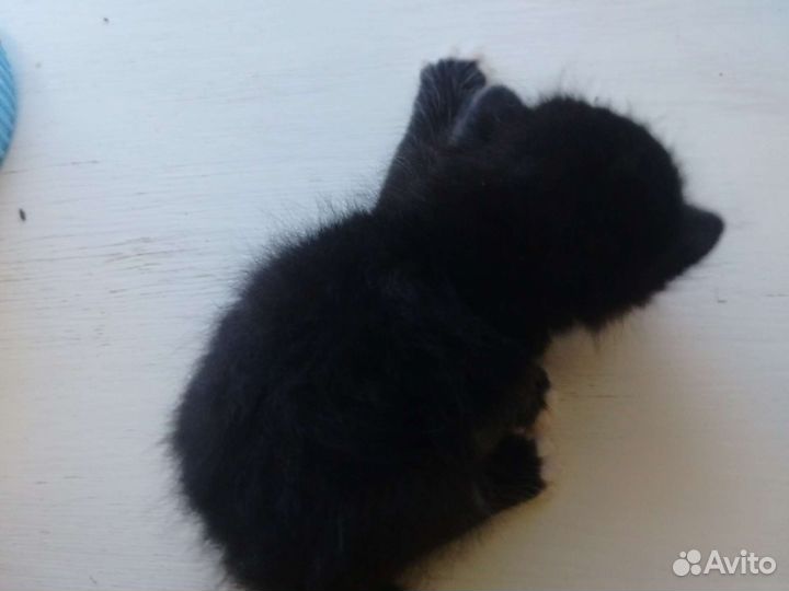 Продам в заросшие руки