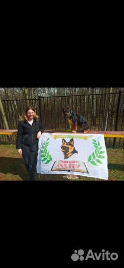 Дрессировка выгул и передержка