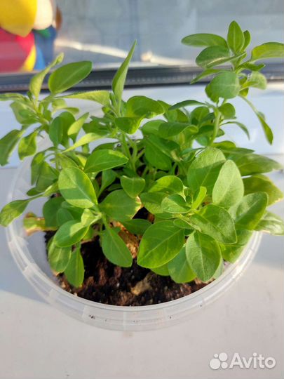 Вегетативная петуния