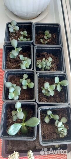 Красула (толстянка)