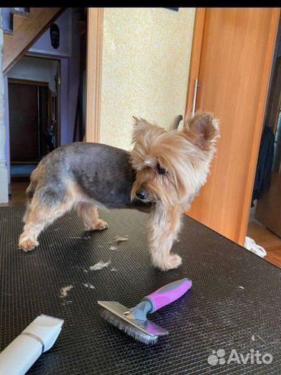 Стрижка собак и кошек на дому