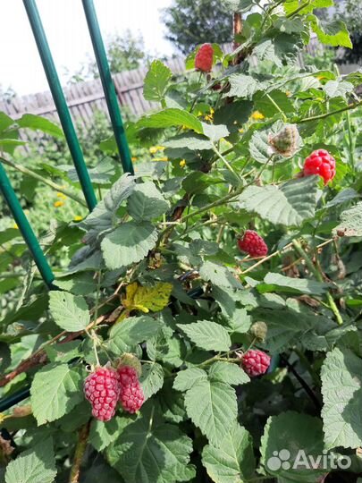 Ежемалина Тайберри