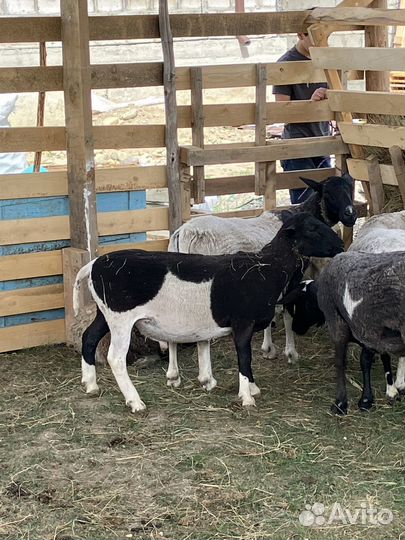 Овцы бараны ягнята дорпер