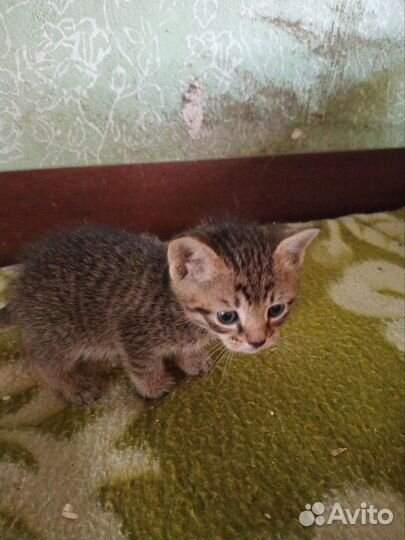 Кошки в добрые руки