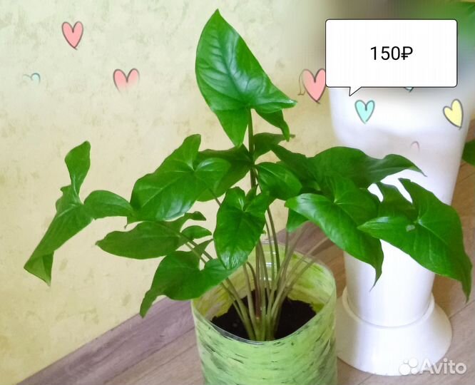 Аглаонема, сингониум, традесканция