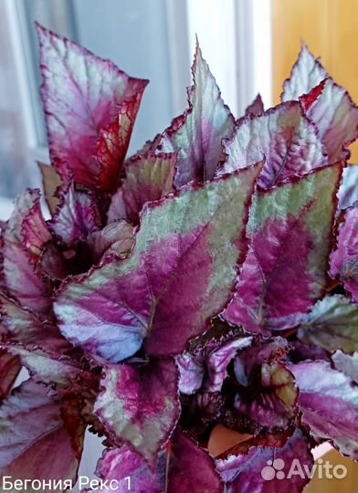Бегония декоративно лиственная