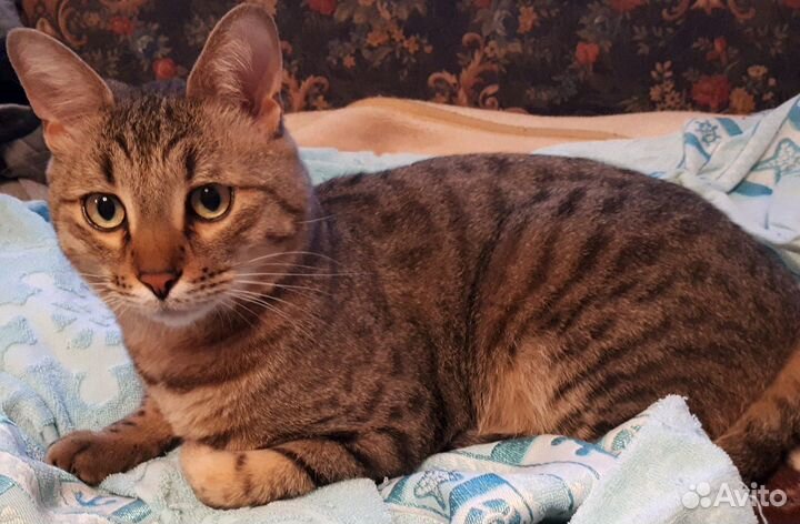 Передержка кошек