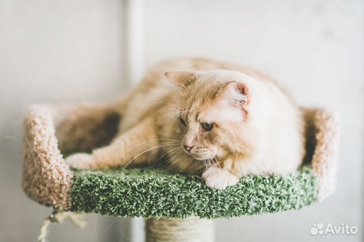 Кот Лео ищет дом