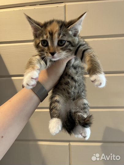 Отдам котенка в добрые руки