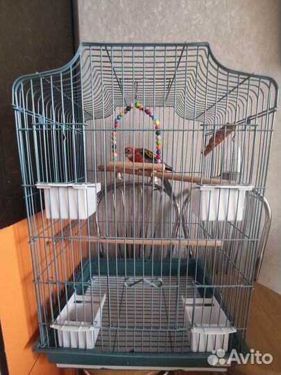 Попугай розелла + клетка