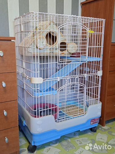 Шиншилла с клеткой