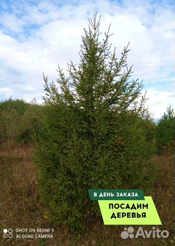 Ель обыкновенная