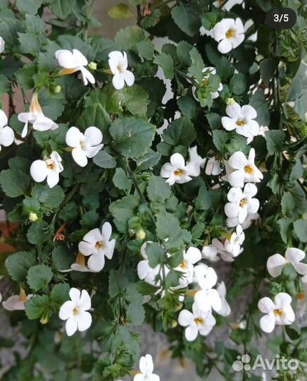 Бакопа вегетативная, черенки