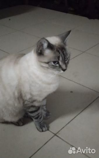 Красивая кошка
