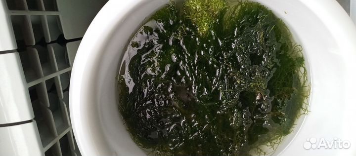 Расстения аква