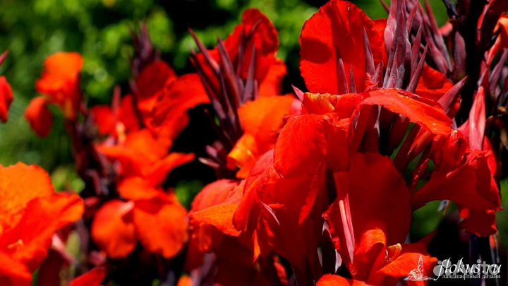 Цветы канны