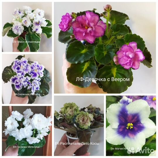 Детки сортовых фиалок