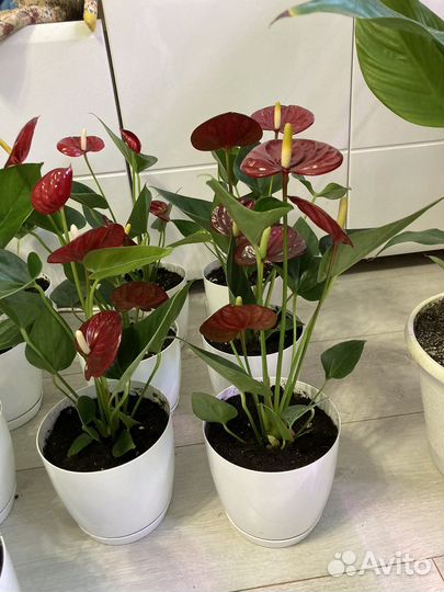 Антуриум красный