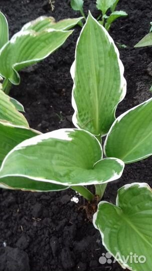 Хоста (рассада)