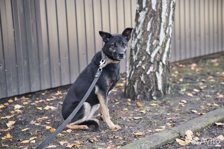 В добрые руки особенная собака Лама
