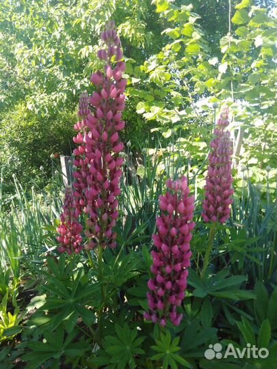 Люпин,вербенник,турец гвоздика,хризантемма,жемчужн