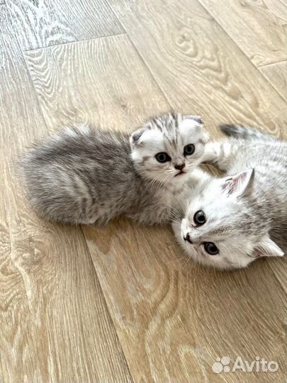 Шотландские котята, девочки
