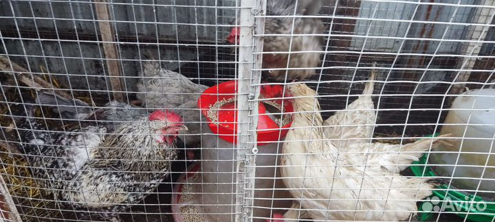 Куры несушки