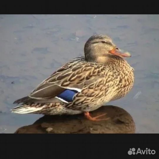 Подсадные утки