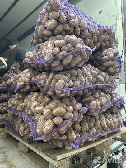 Картофель Коломба 5+