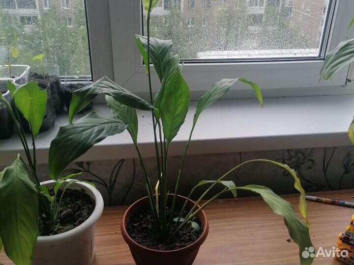 Спатифиллум