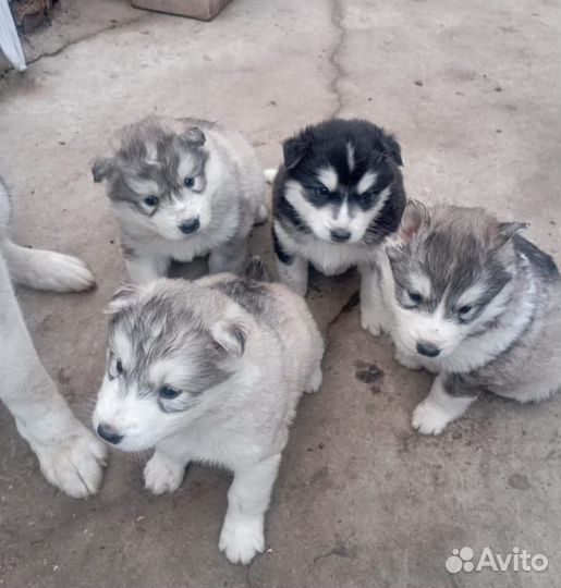 Щенки сибирской хаски томск